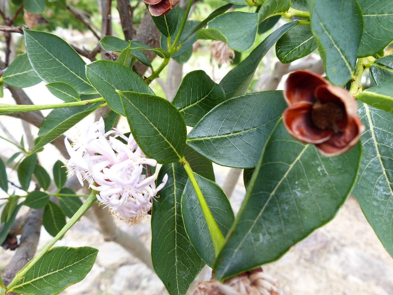 Dais cotinifolia