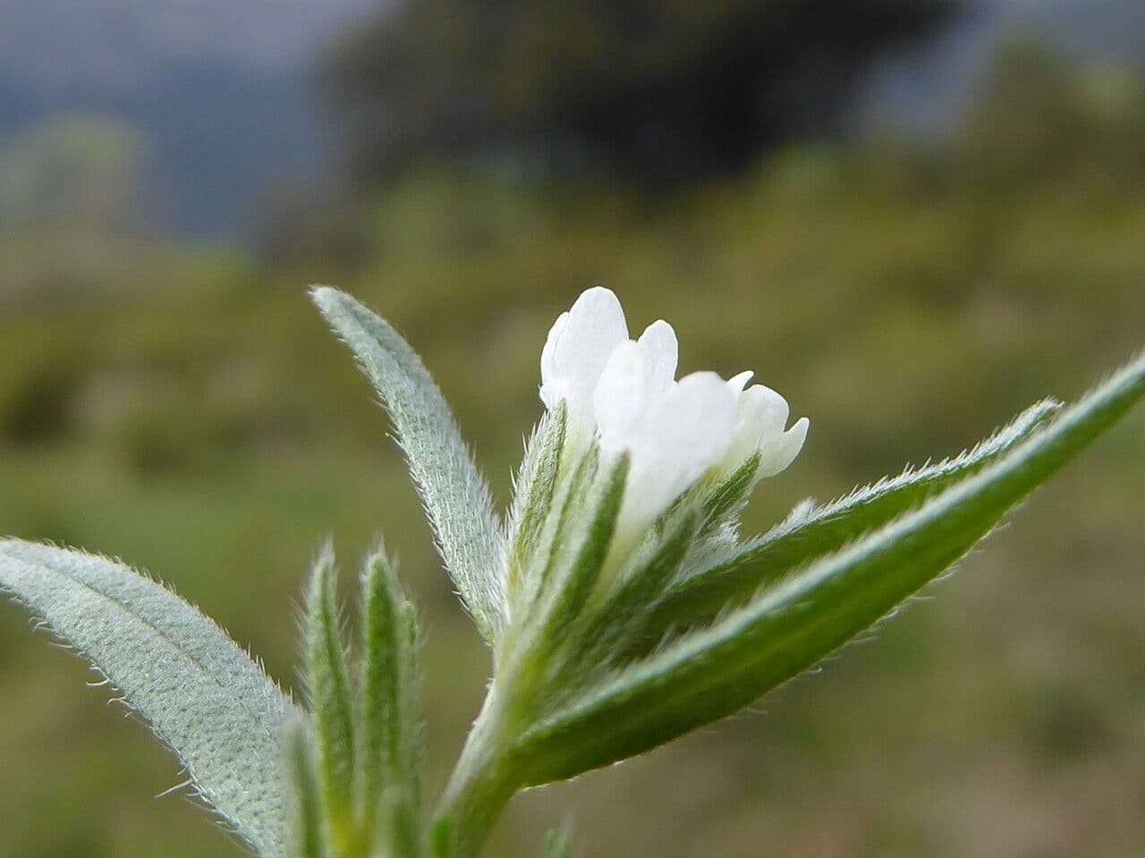 Buglossoides arvensis