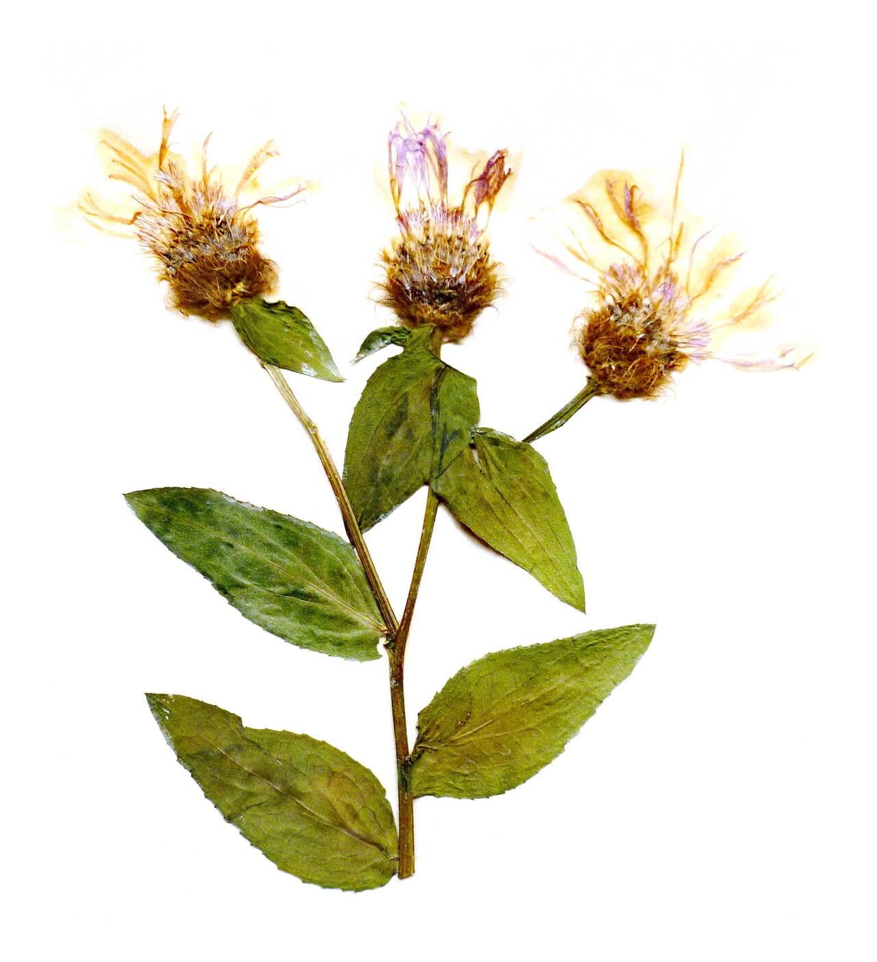 Centaurea phrygia