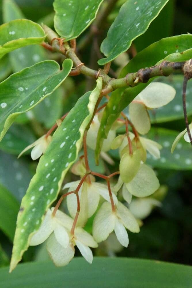 Begonia acutifolia