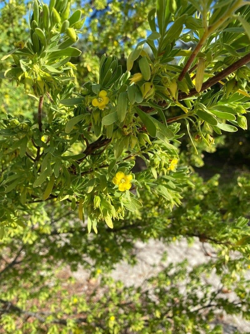 Suriana maritima