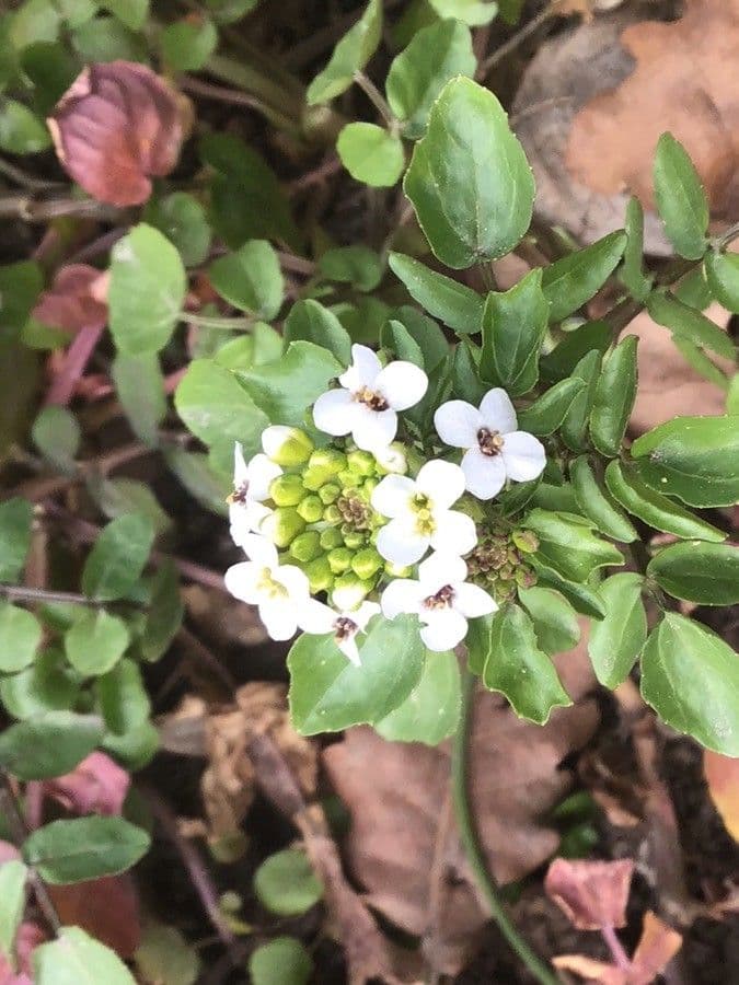 Lepidium sativum