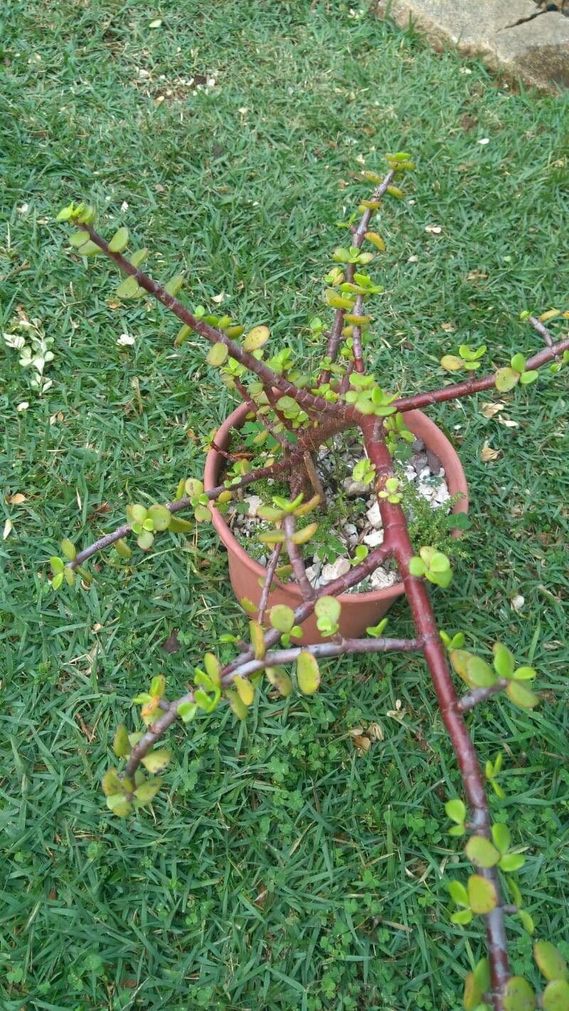 Portulacaria afra