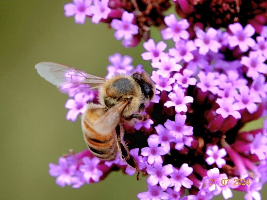 Verbena bonariensis