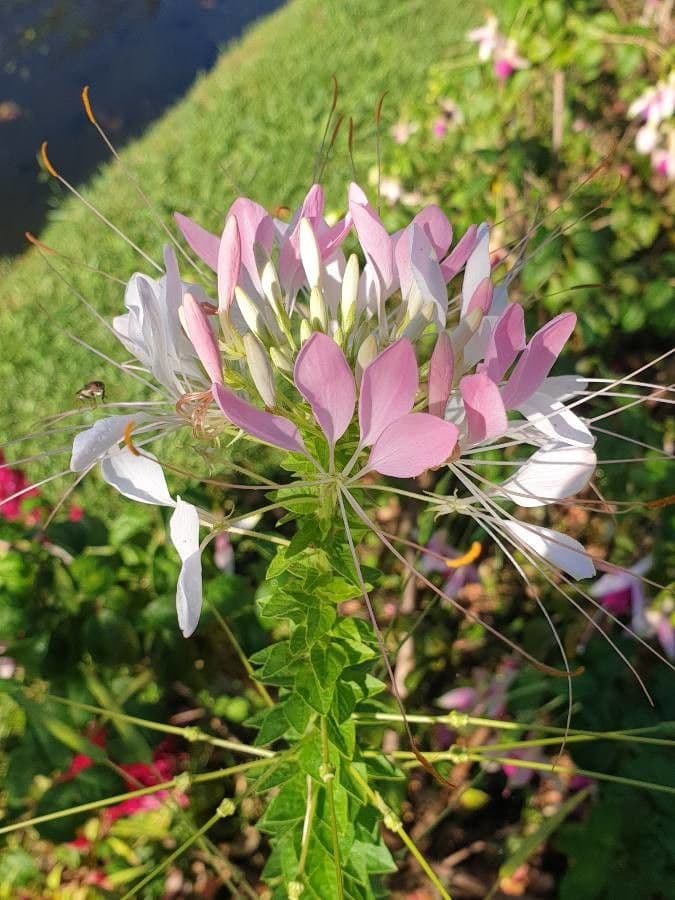 Cleome speciosa