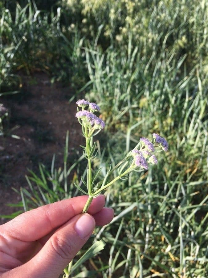 Valeriana eriocarpa