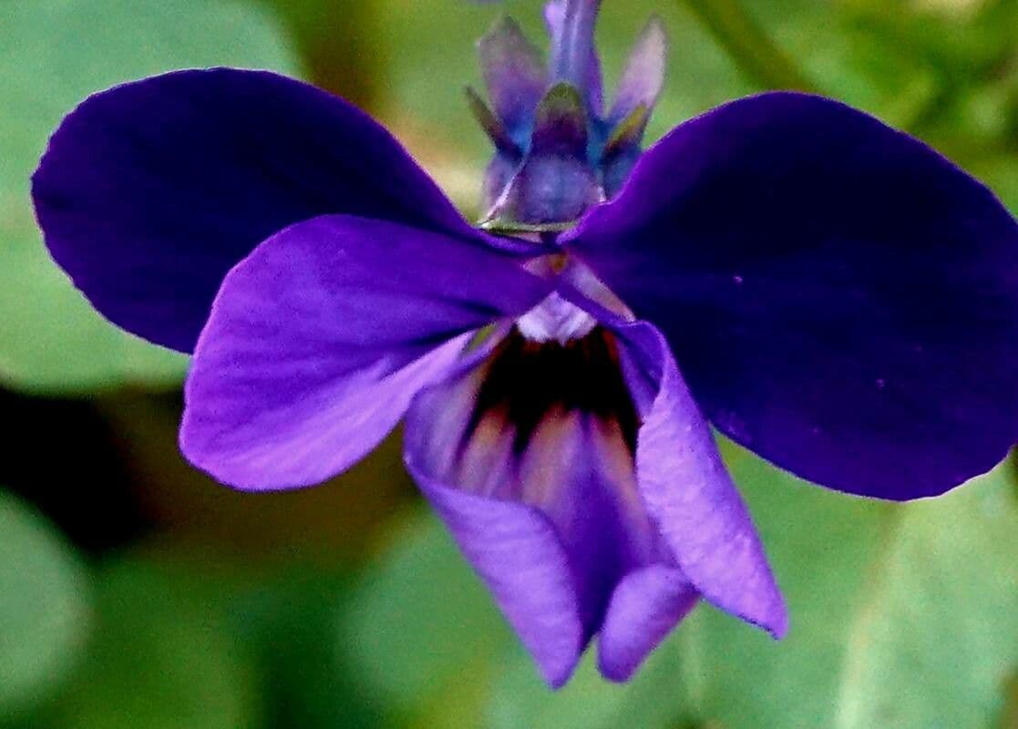 Viola tricolor