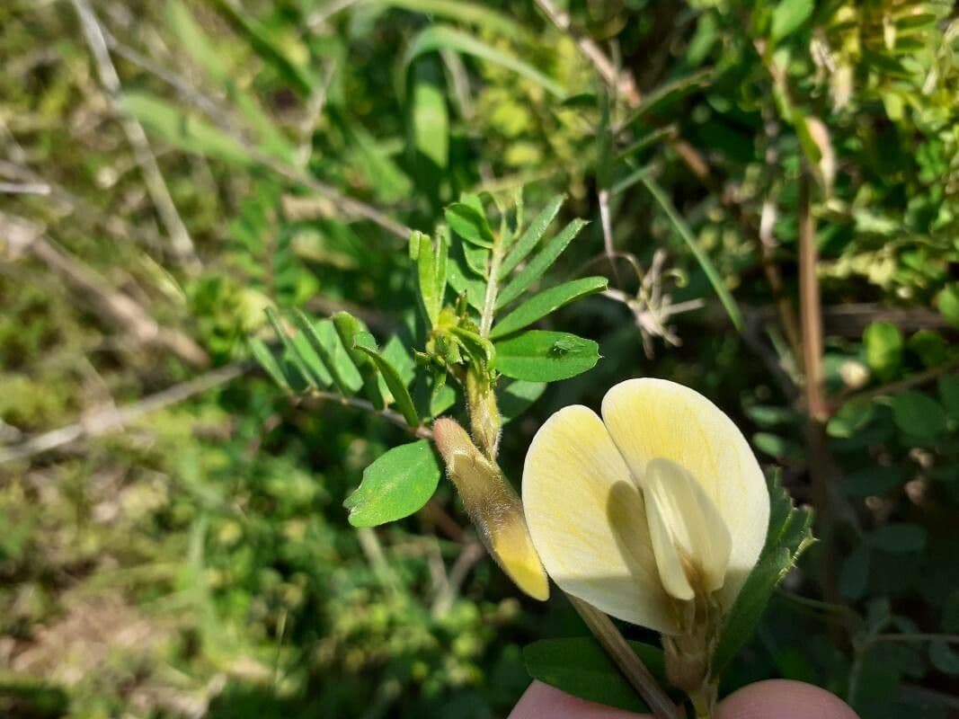 Vicia hybrida