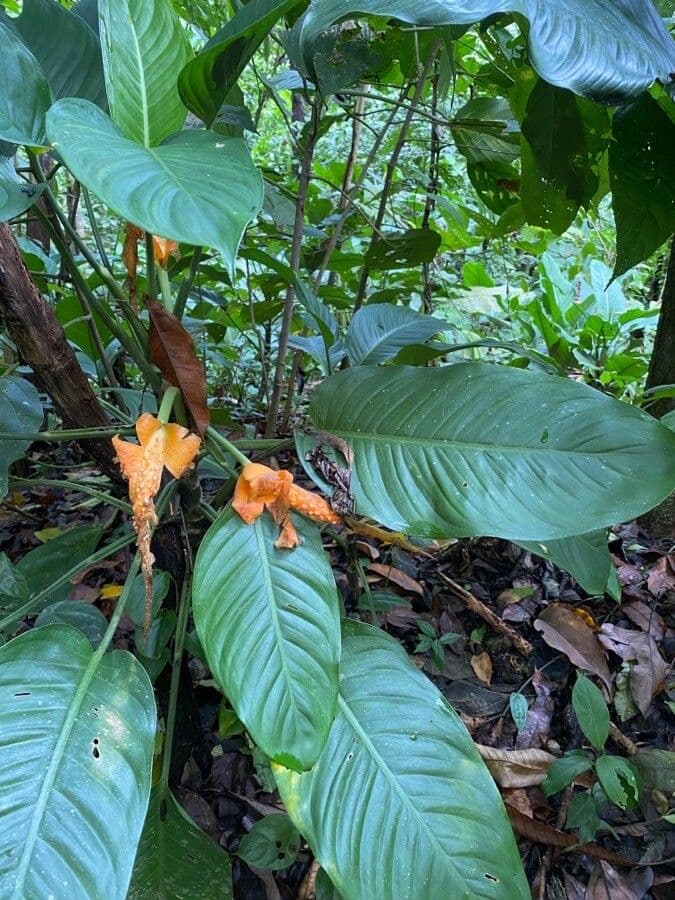 Dieffenbachia nitidipetiolata