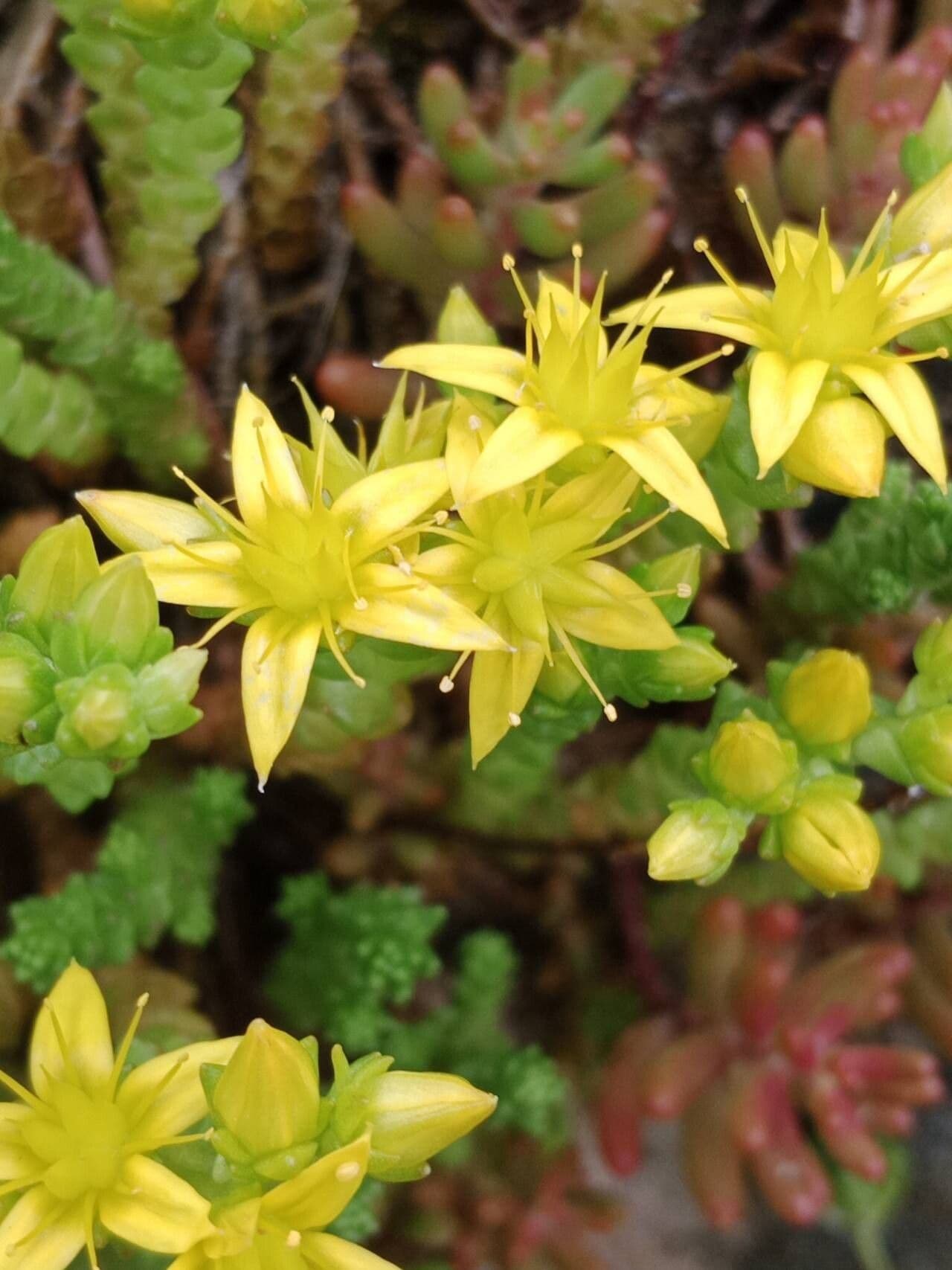 Sedum acre
