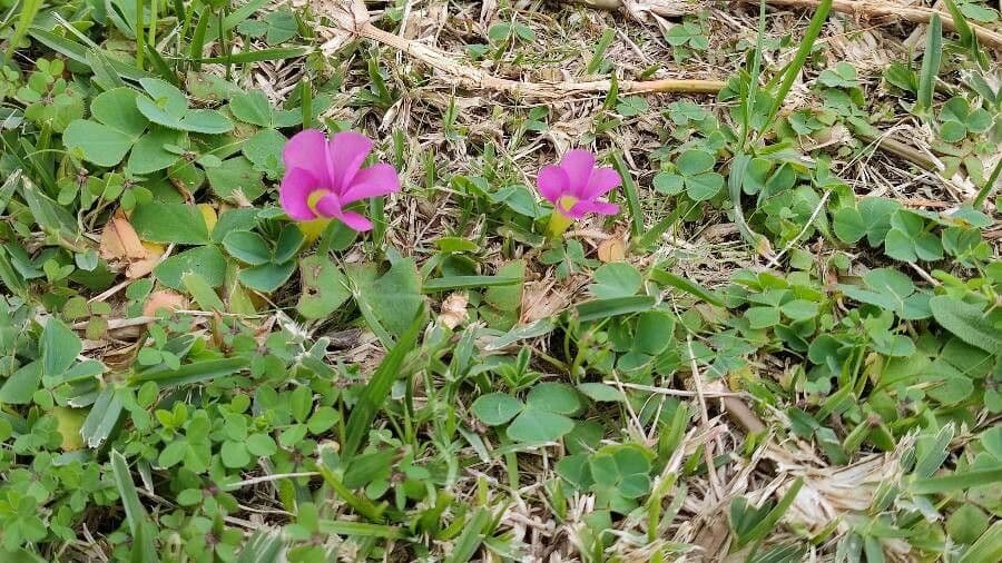 Oxalis purpurea