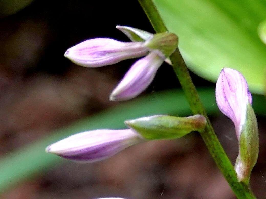 Hosta plantaginea