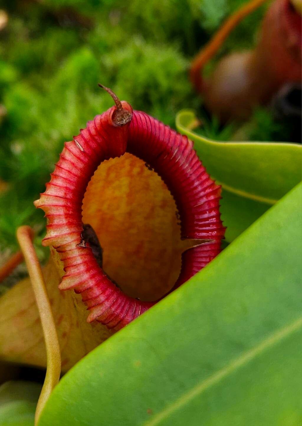 Nepenthes mirabilis