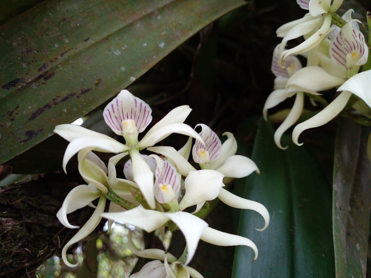 Prosthechea fragrans