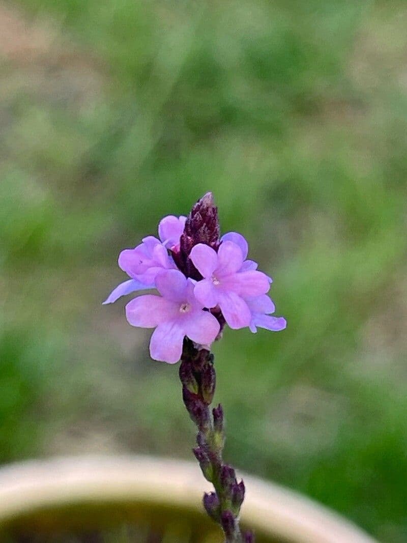 Verbena officinalis