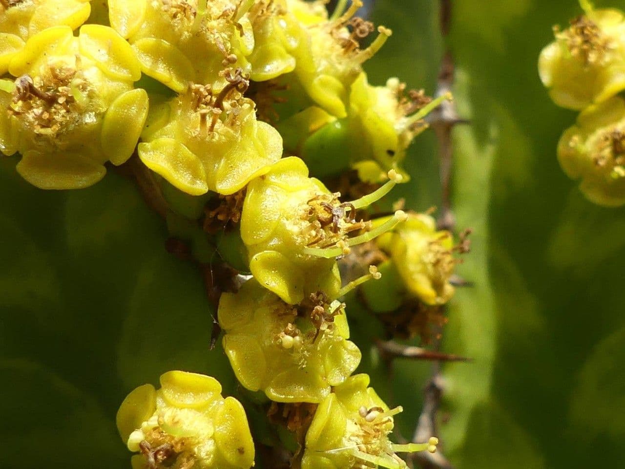 Euphorbia ingens