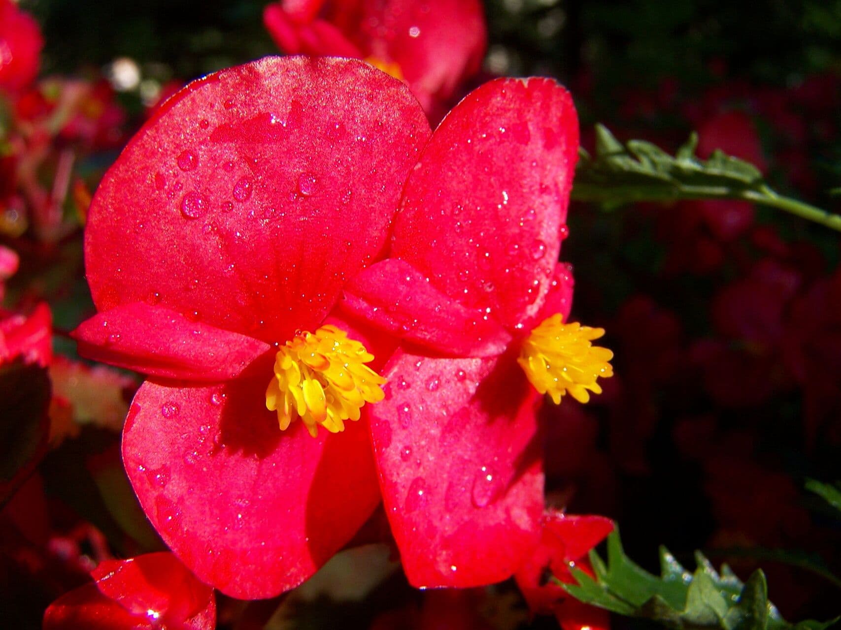 Begonia cucullata