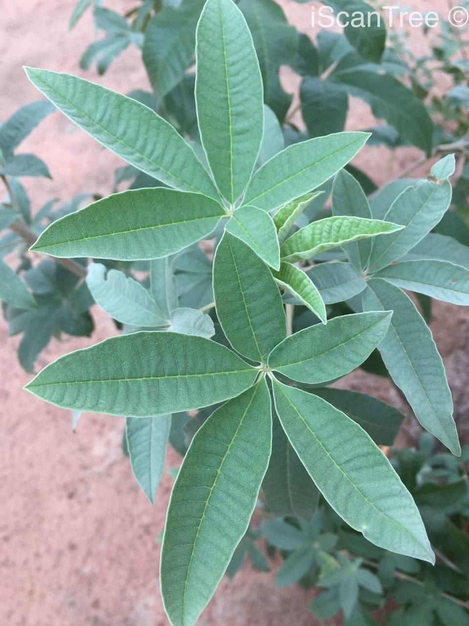 Vitex zeyheri