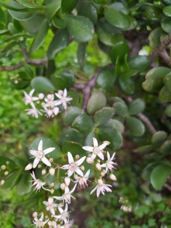 Crassula ovata