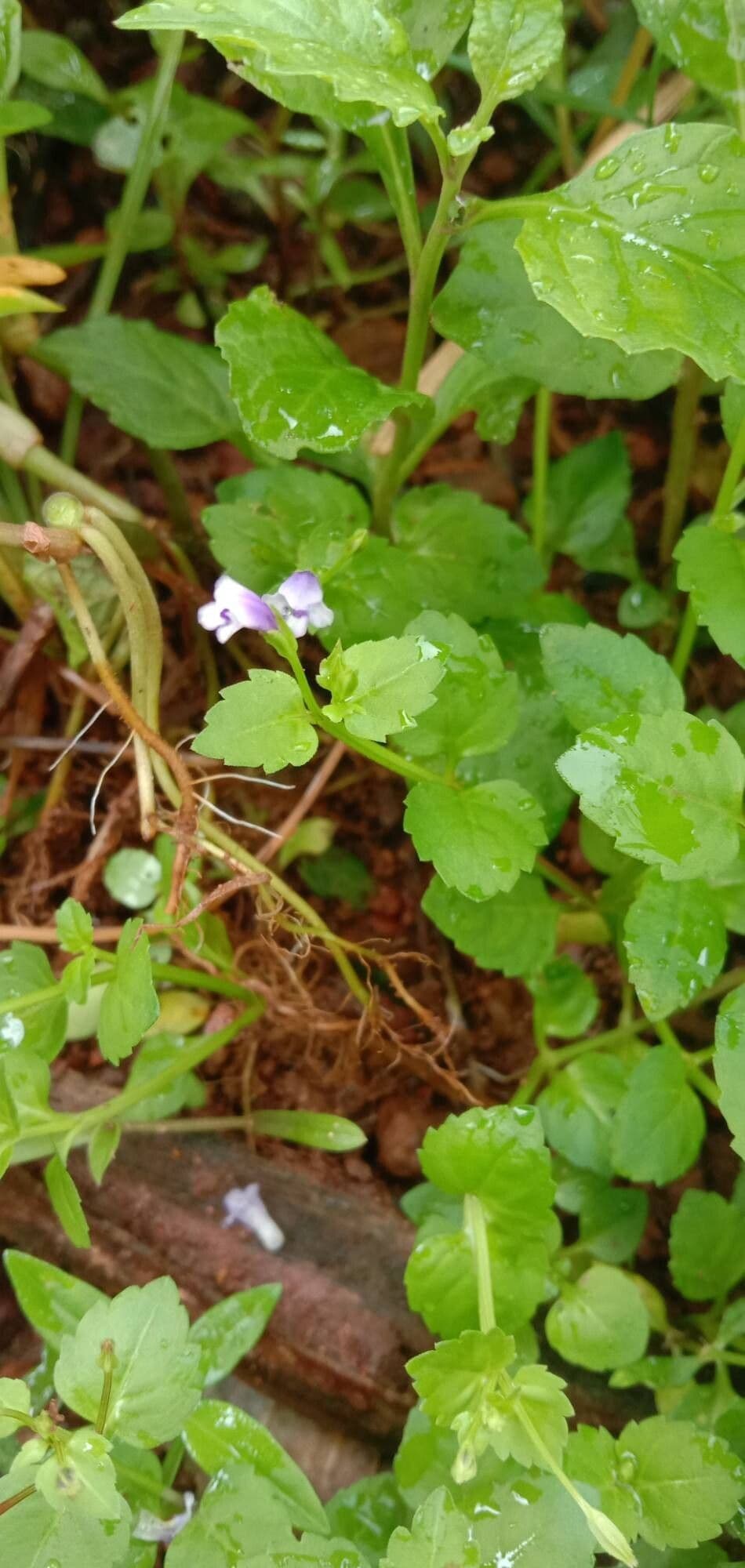 Torenia crustacea