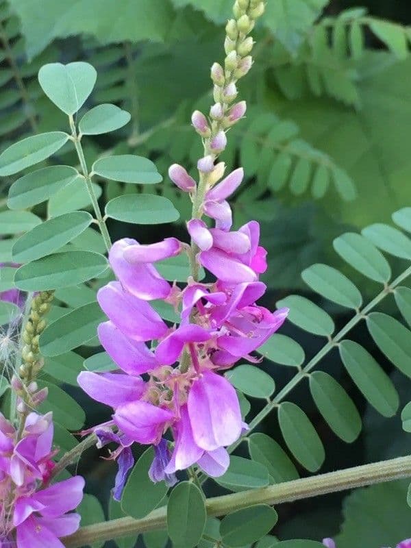 Indigofera tinctoria