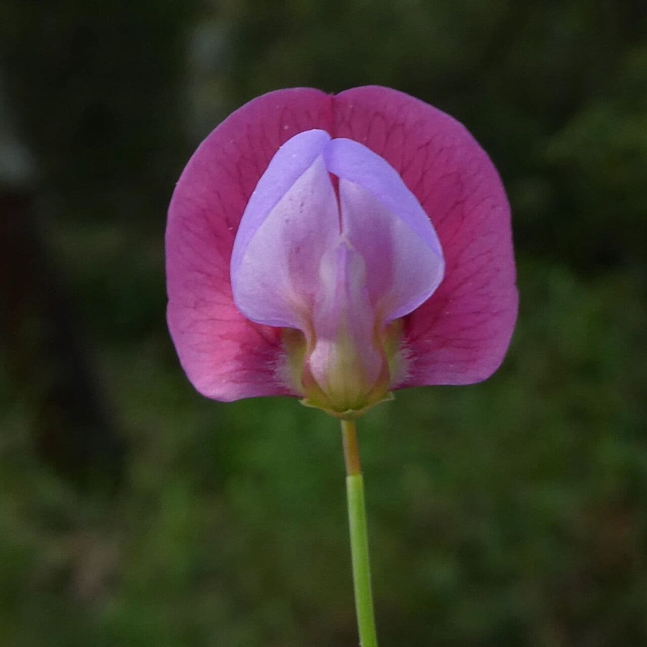 Lathyrus clymenum