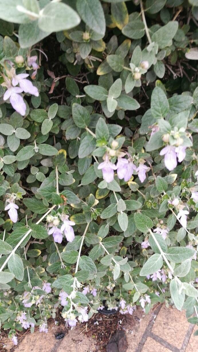 Teucrium fruticans