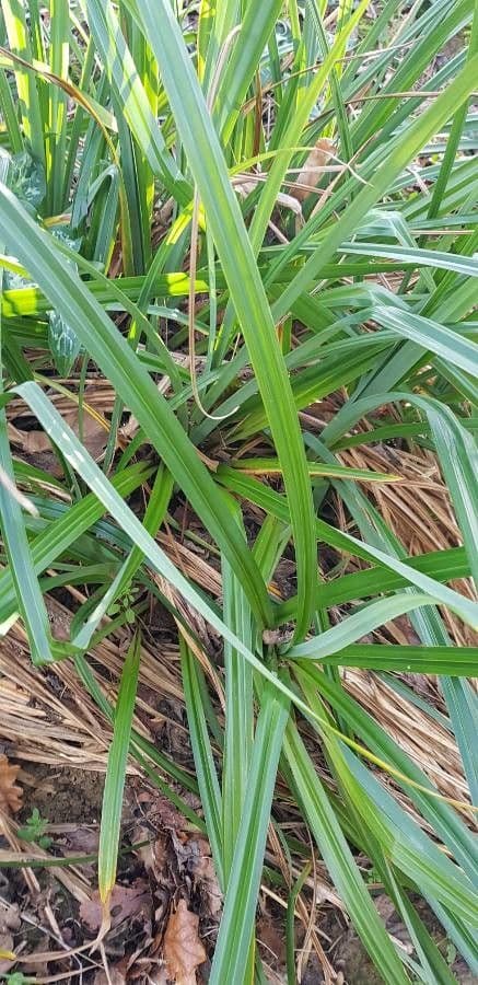 Carex brunnea