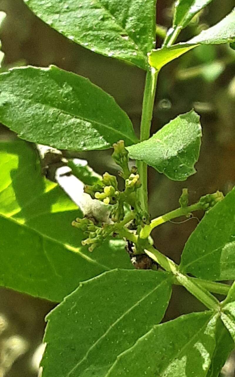 Zanthoxylum bungeanum