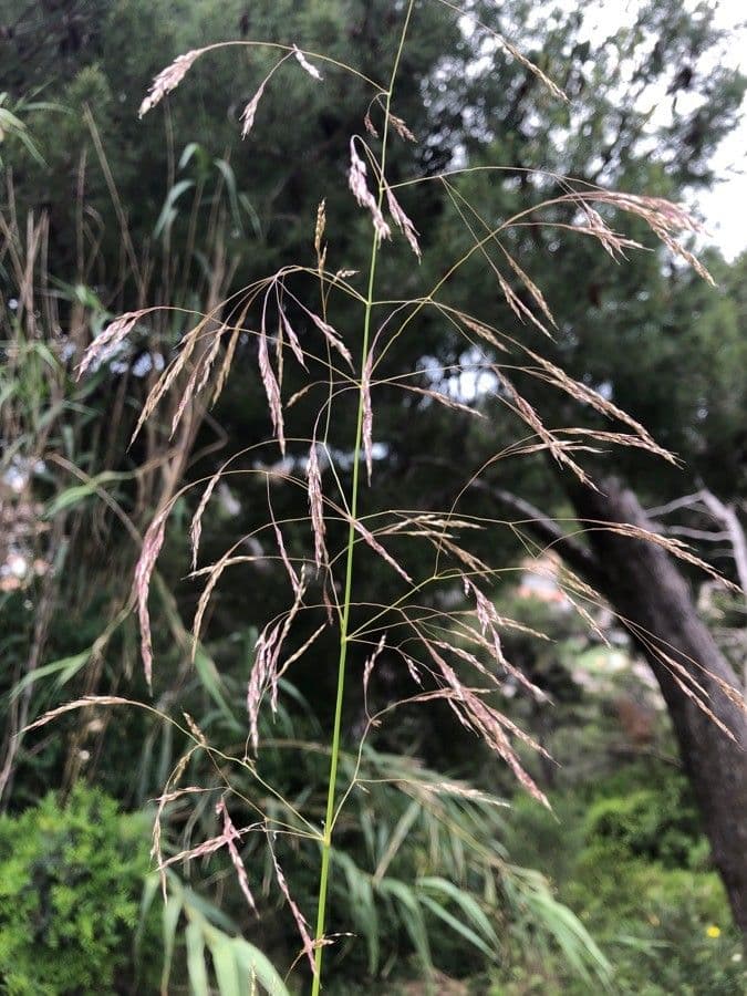 Tridens flavus