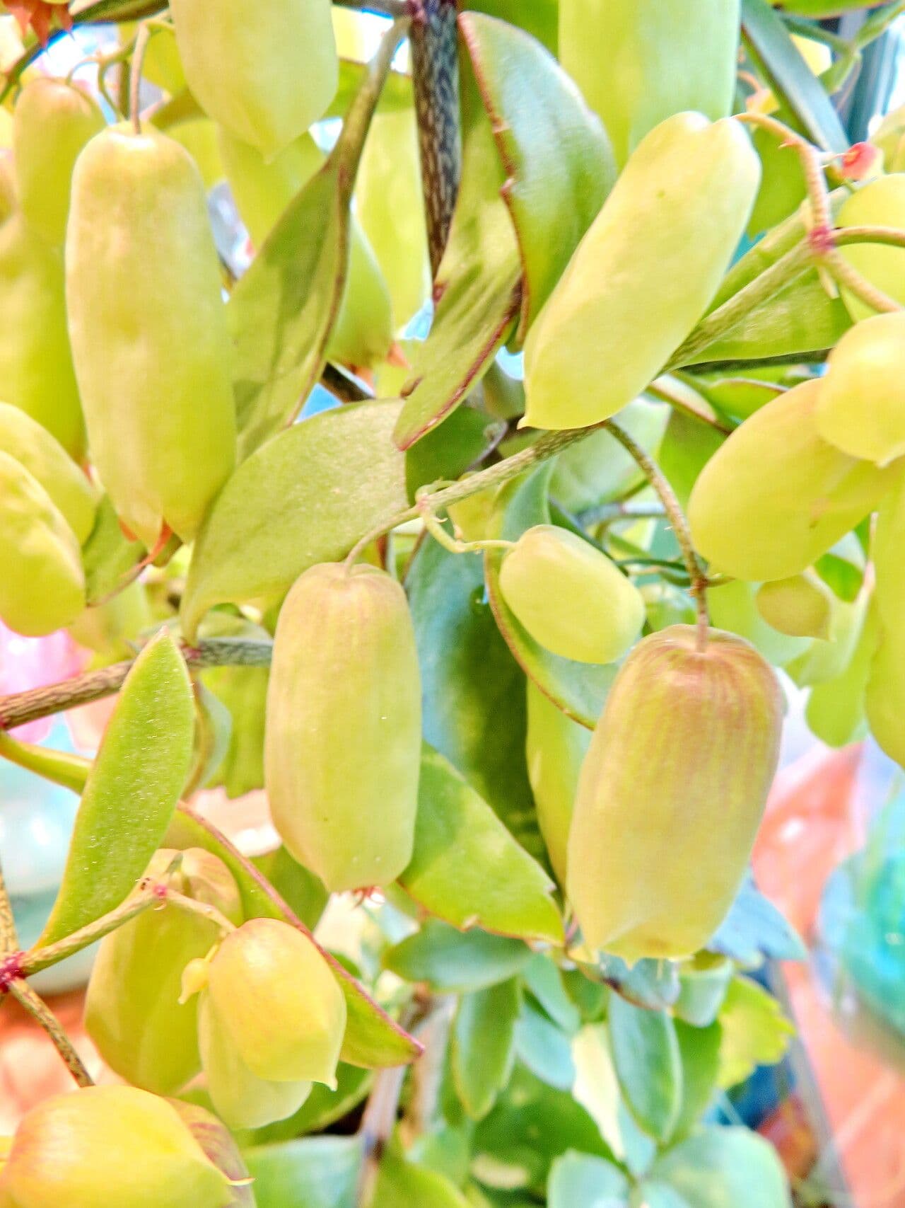 Kalanchoe pinnata