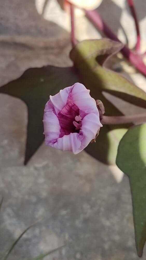 Ipomoea batatas