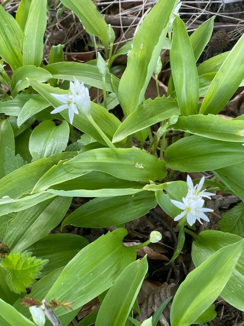 Allium ursinum