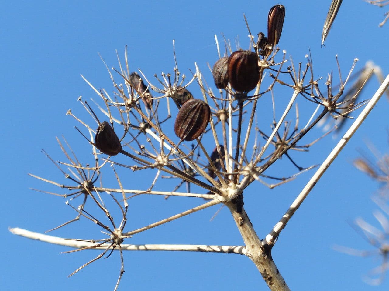 Ferula glauca