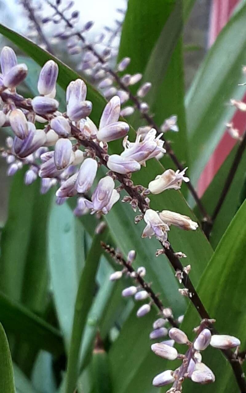 Cordyline stricta