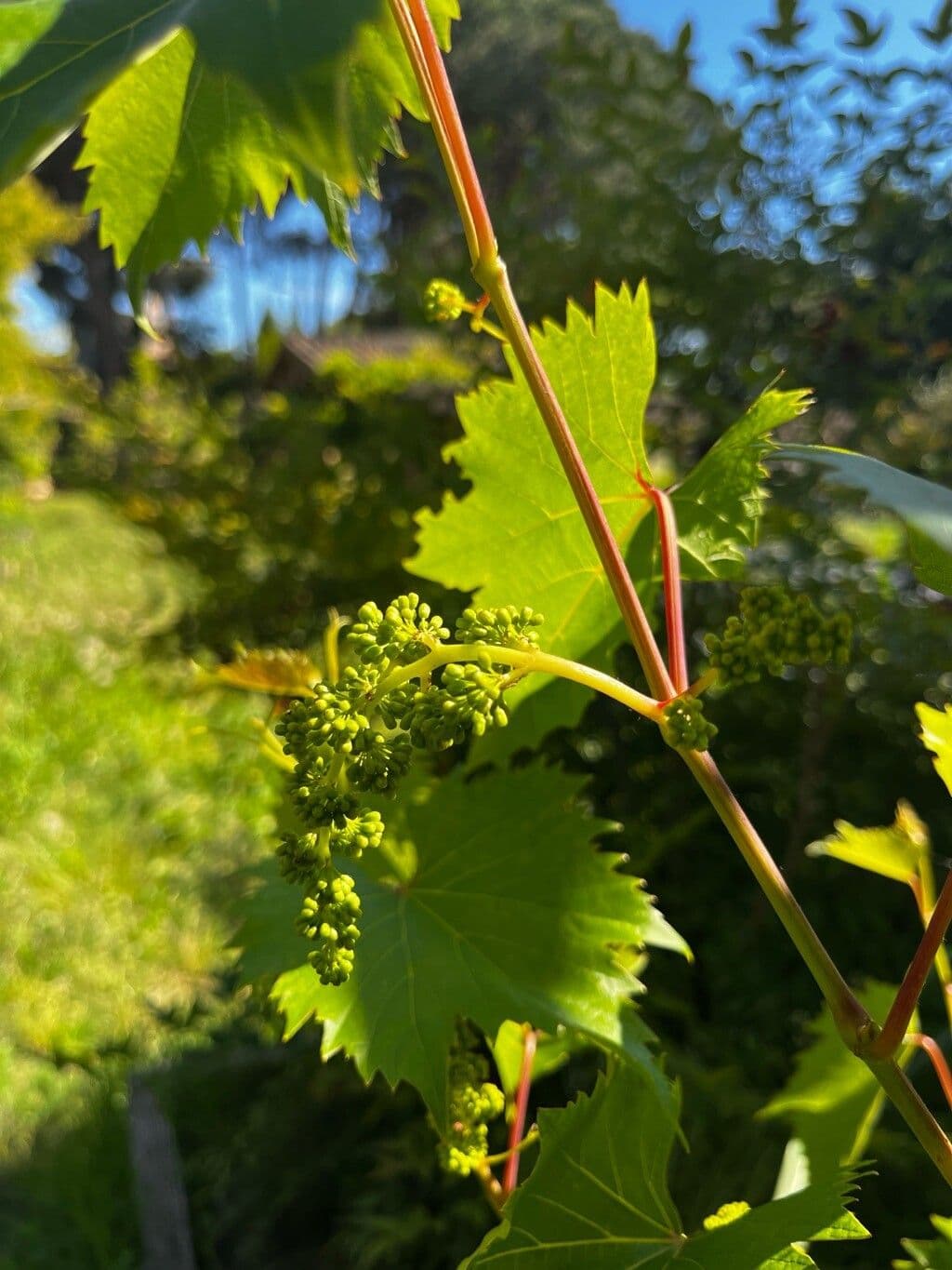 Vitis riparia