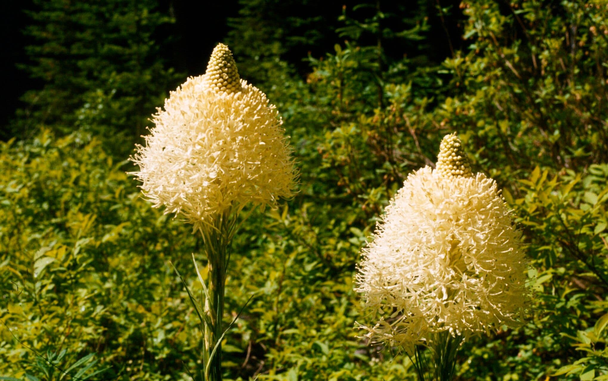 Xerophyllum tenax