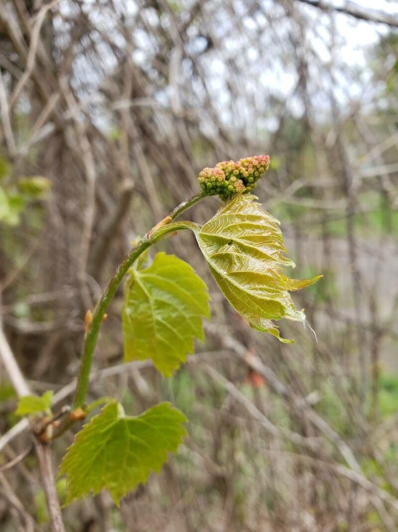 Vitis vulpina