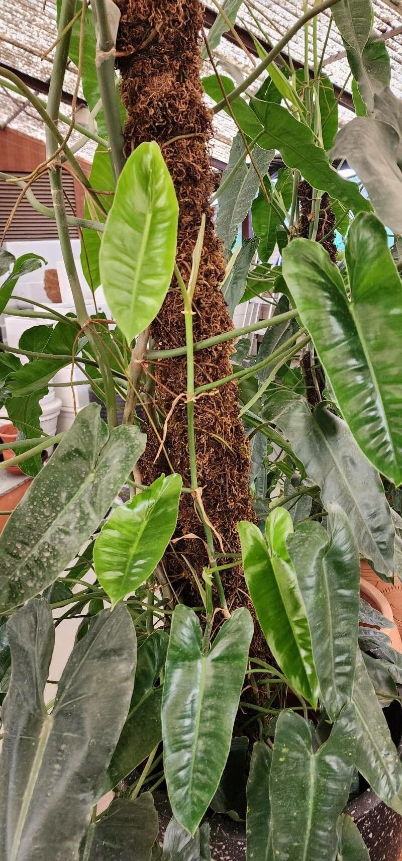 Philodendron burle-marxii