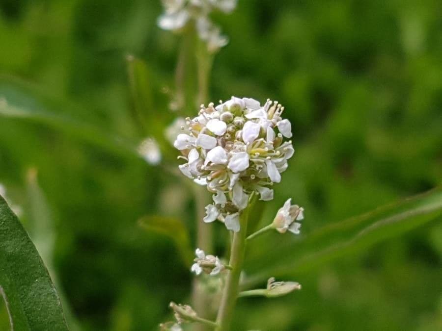 Lepidium sativum