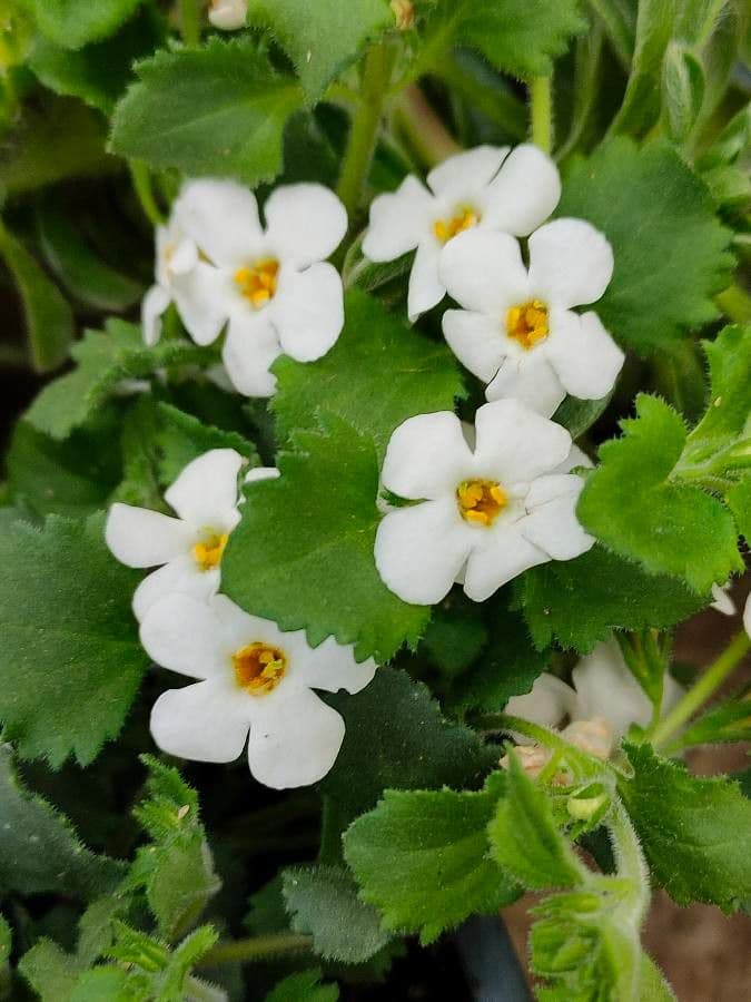 Jamesbrittenia grandiflora