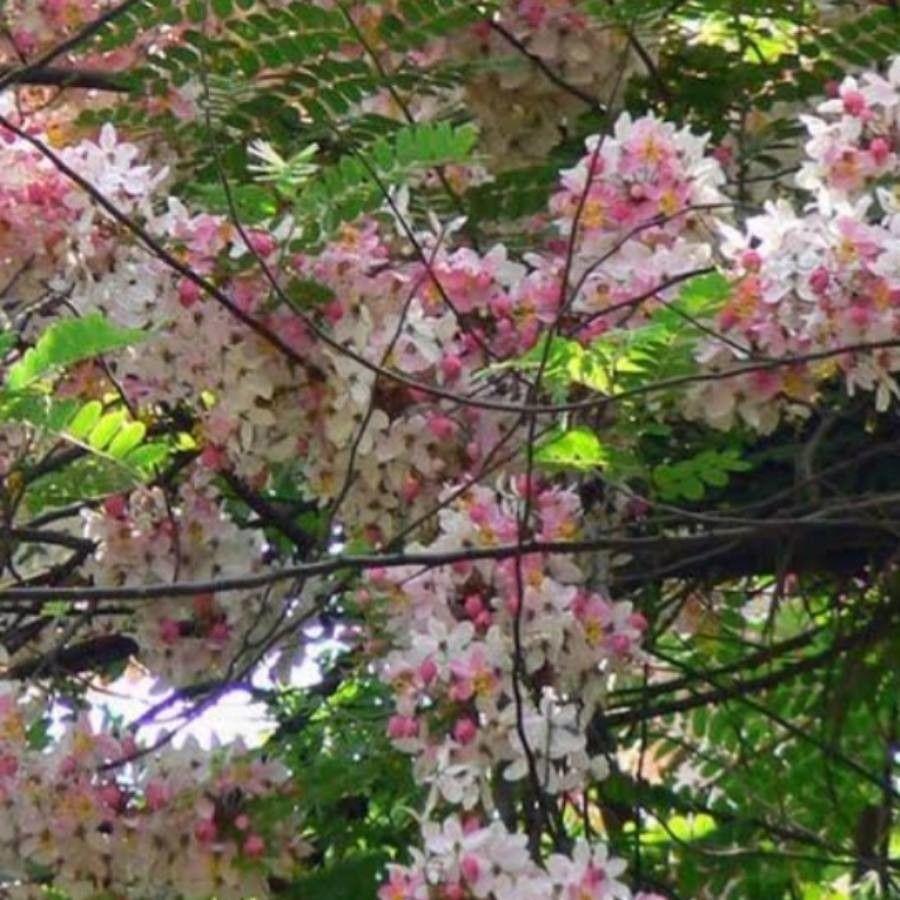 Cassia grandis