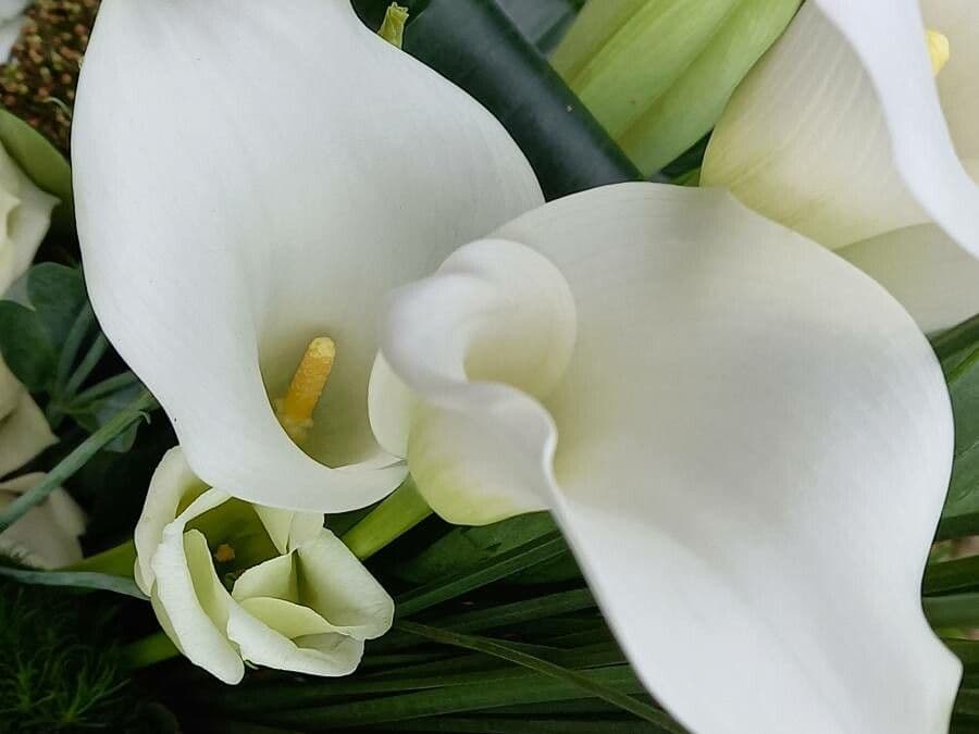 Zantedeschia aethiopica