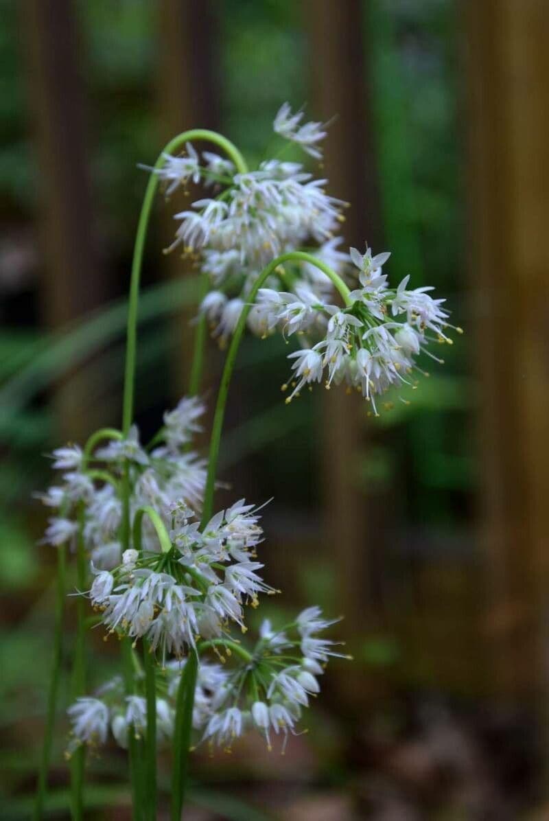 Allium cernuum