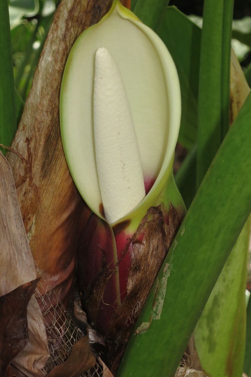 Philodendron giganteum