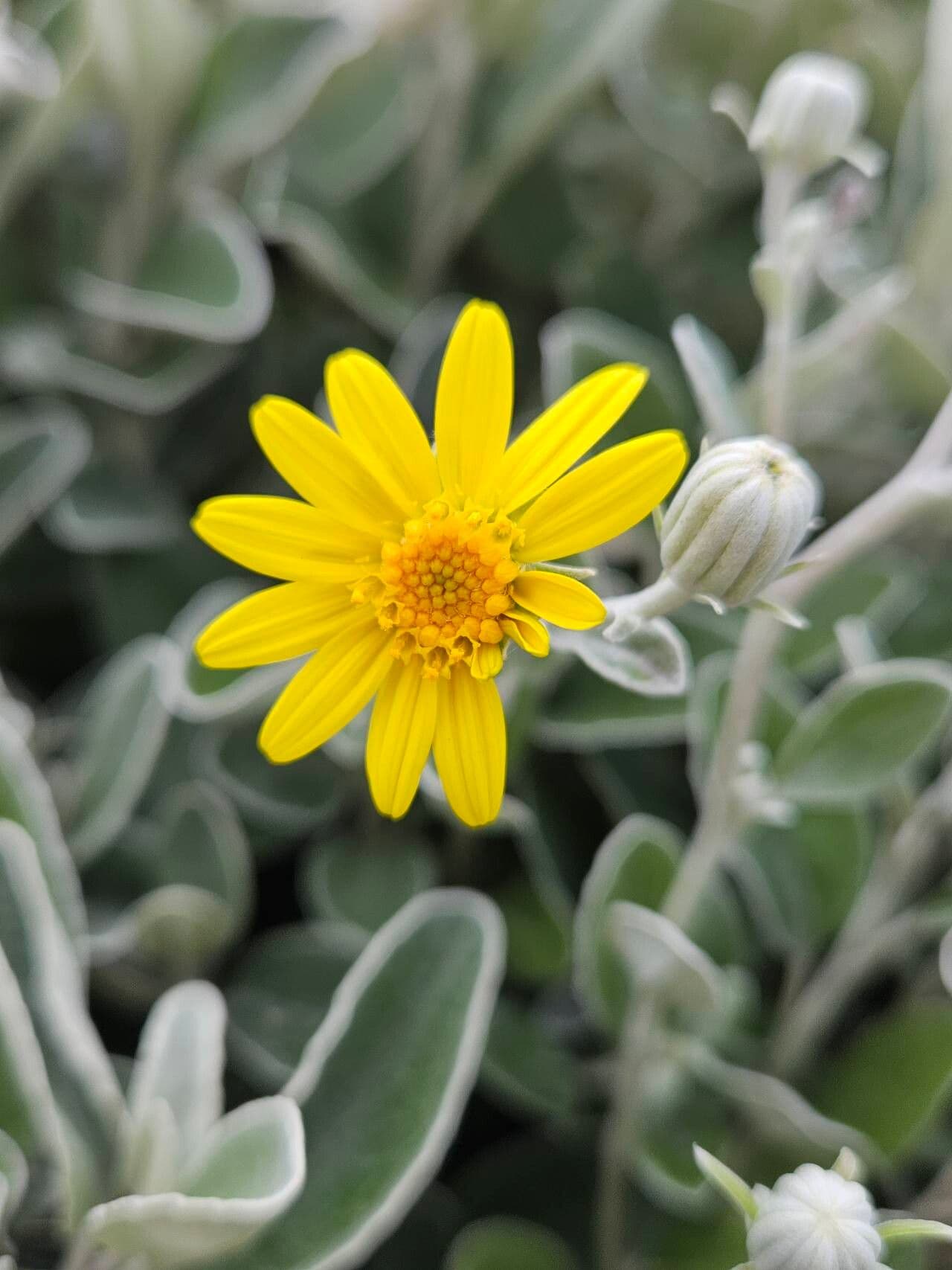Brachyglottis greyi