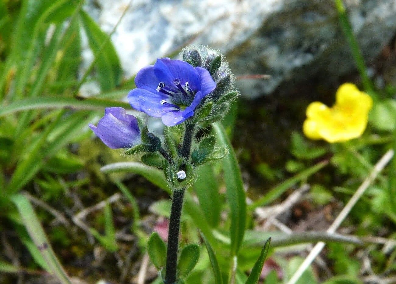 Veronica bellidioides