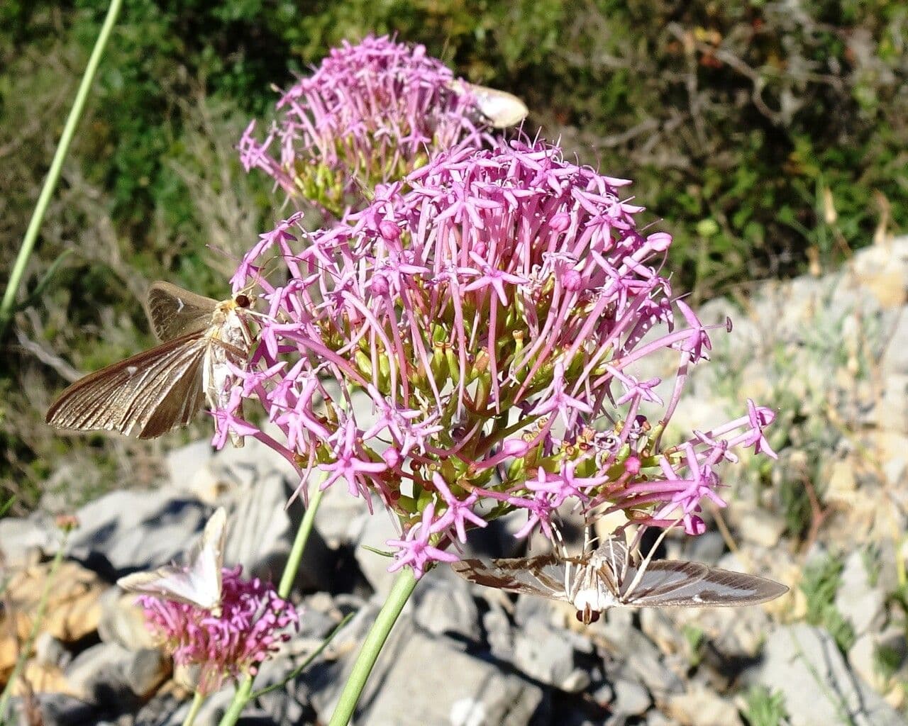 Valeriana lecoqii