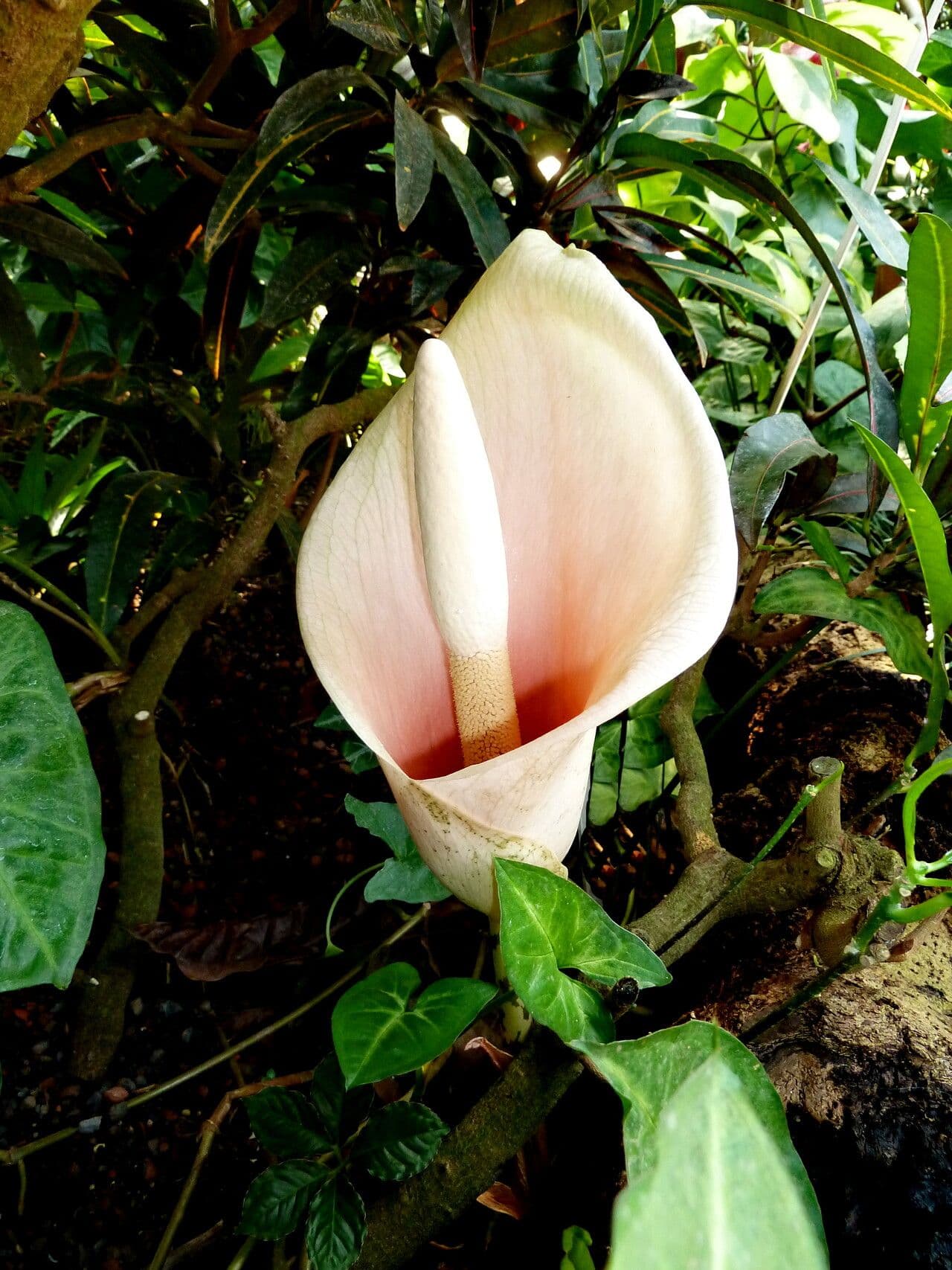 Amorphophallus bulbifer