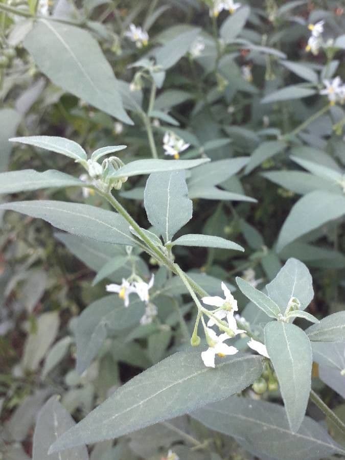 Solanum chenopodioides